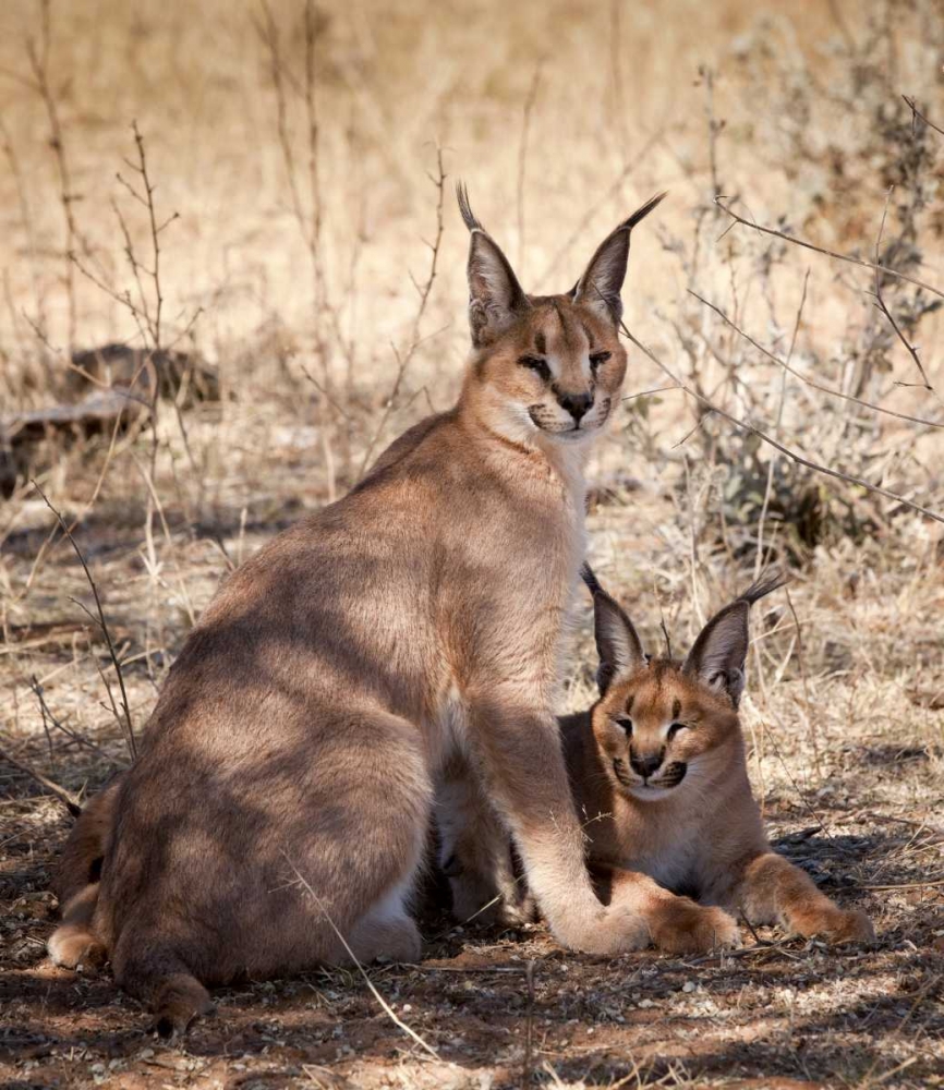 Namibia, Harnas Caracal pair